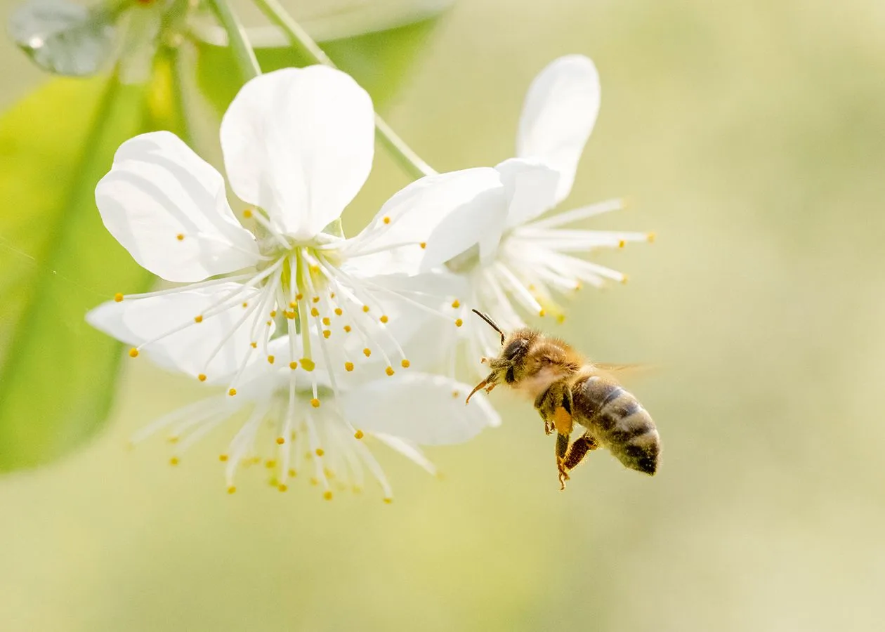 Honigbiene im Flug